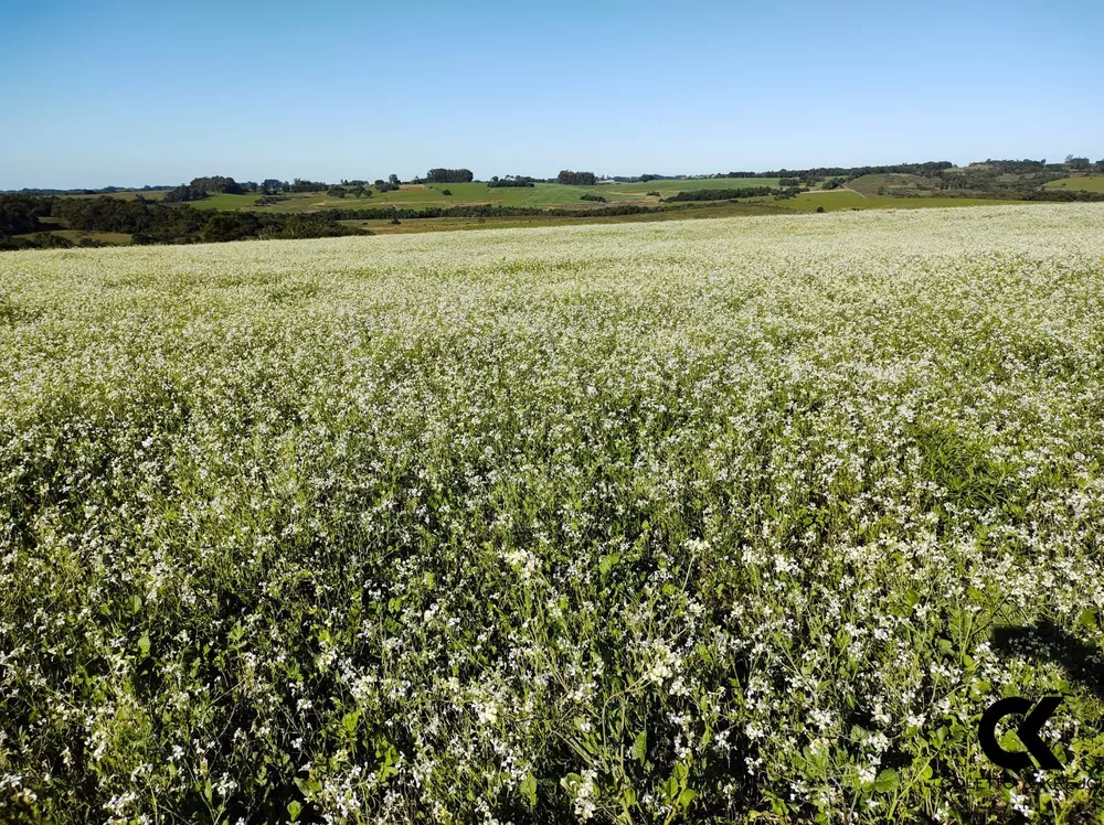 Fazenda, 52 hectares - Foto 4