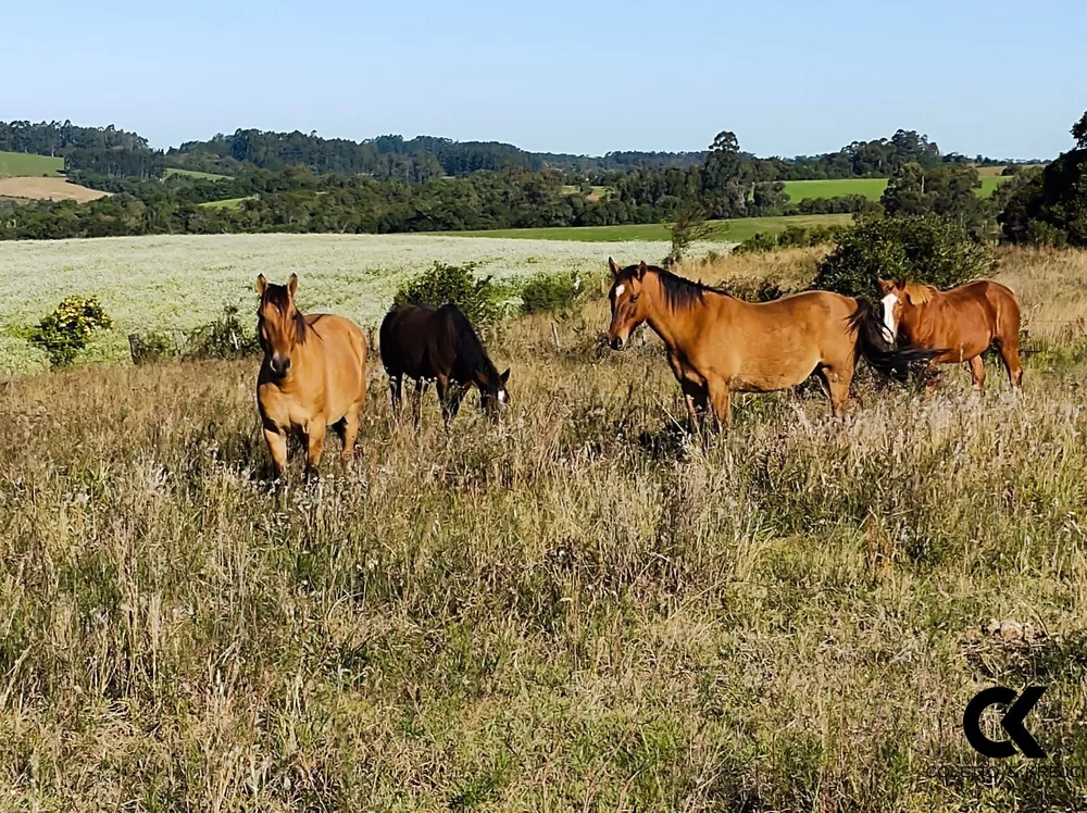 Fazenda, 52 hectares - Foto 3