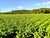 Fazenda-Sítio-Chácara, 68 hectares - Foto 2