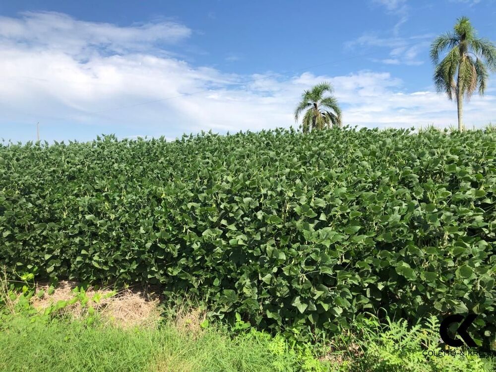 Fazenda, 3275 hectares - Foto 8