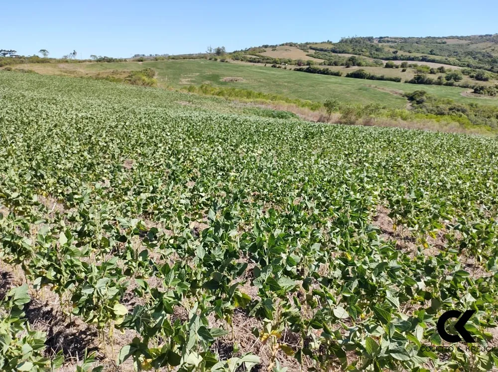 Fazenda, 82 hectares - Foto 5