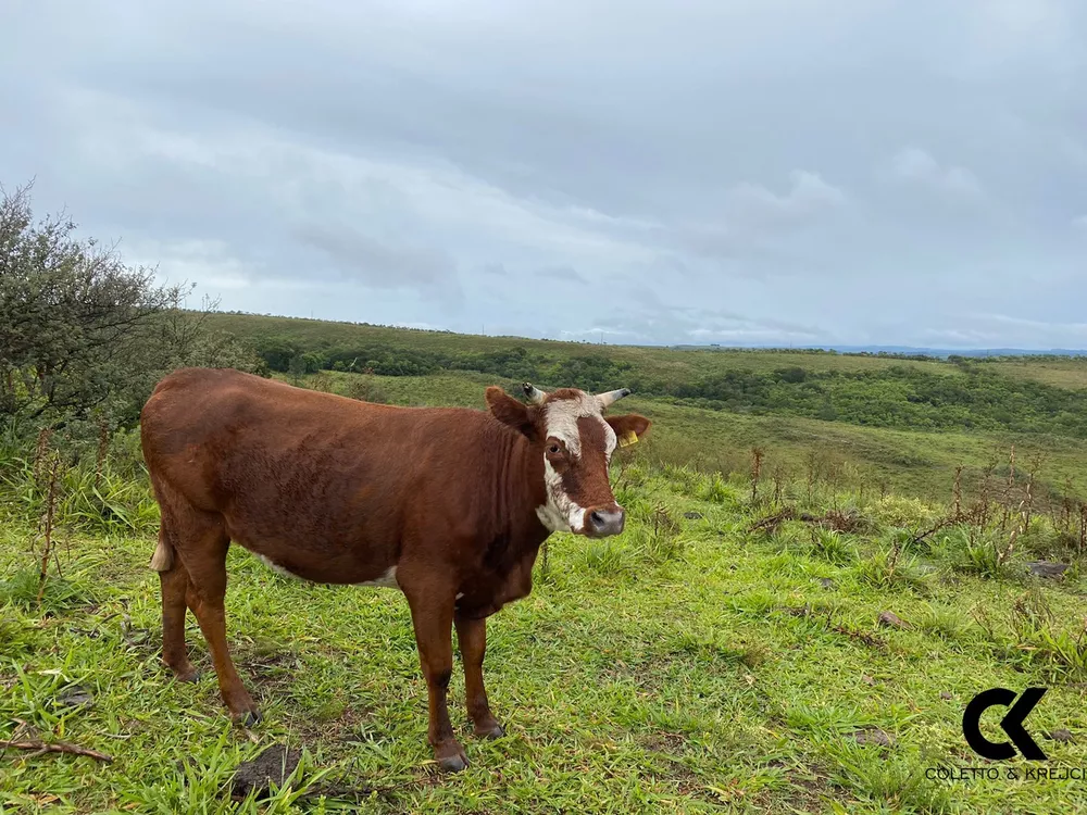 Fazenda à venda com 3 quartos, 5000000m² - Foto 12