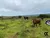 Fazenda-Sítio-Chácara, 5000000 hectares - Foto 4