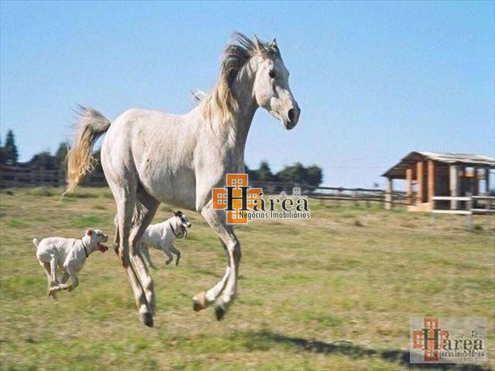 Haras e Área Rural Padrão à venda com 3 quartos, 4000m² - Foto 9