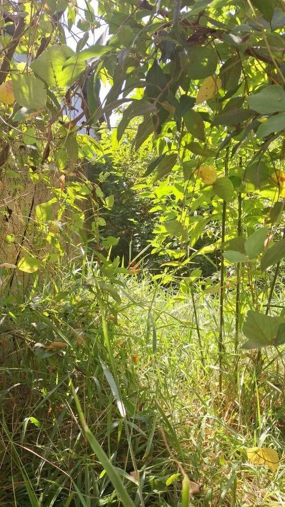 Terreno, 360 m² - Foto 3