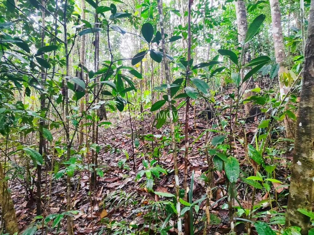 Terreno, 10 hectares - Foto 4