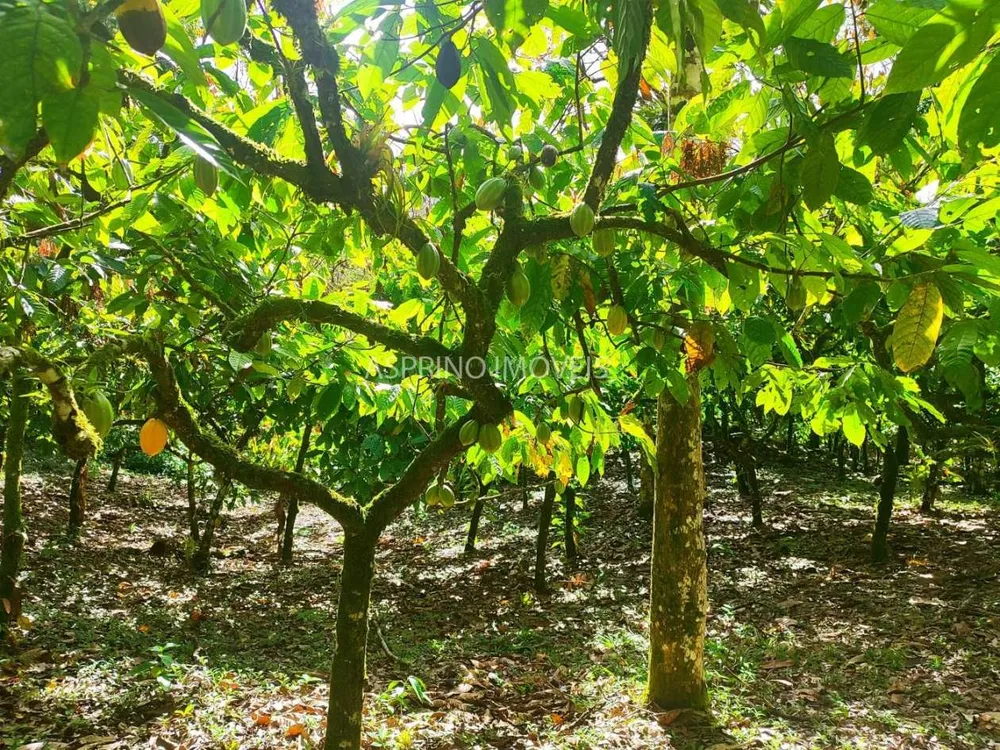 Fazenda, 19 hectares - Foto 8