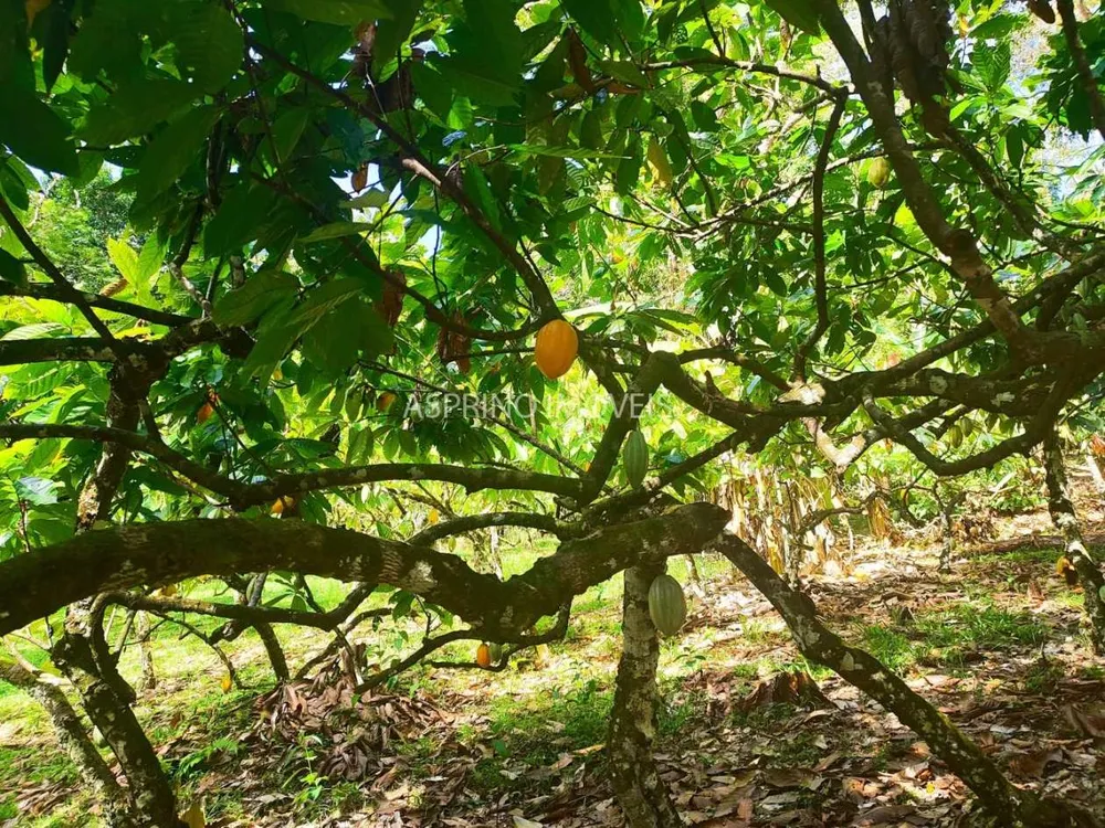 Fazenda, 19 hectares - Foto 9