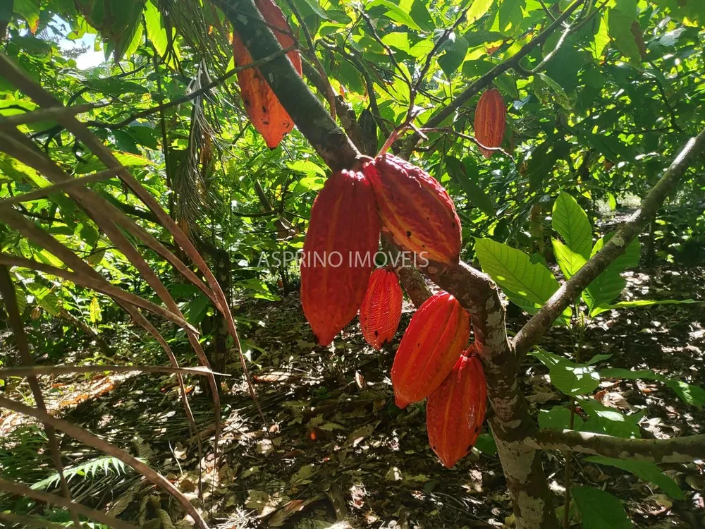 Chácara, 3 quartos, 5 hectares - Foto 12