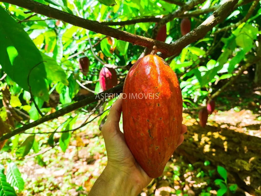 Fazenda, 52 hectares - Foto 6