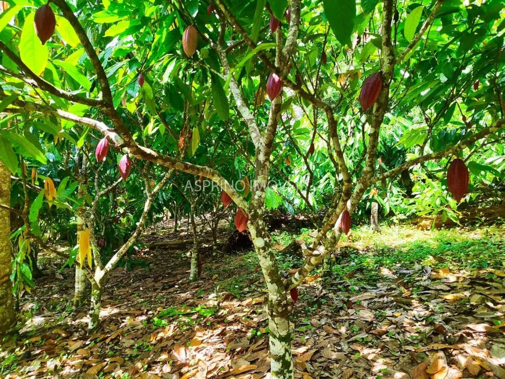 Fazenda, 52 hectares - Foto 4