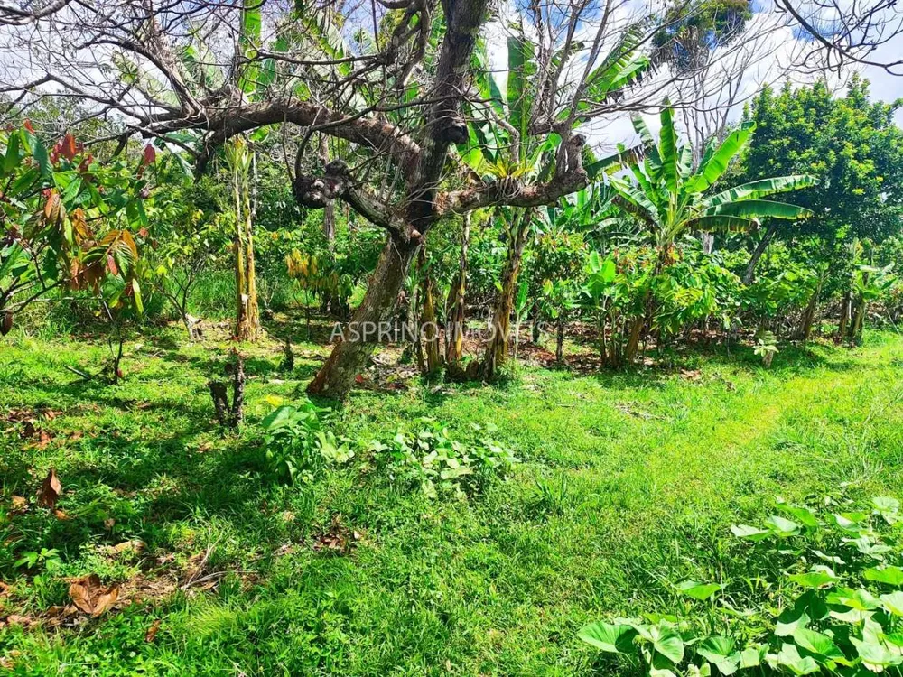 Fazenda, 52 hectares - Foto 12