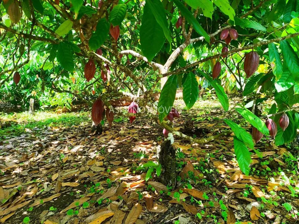Fazenda, 52 hectares - Foto 2