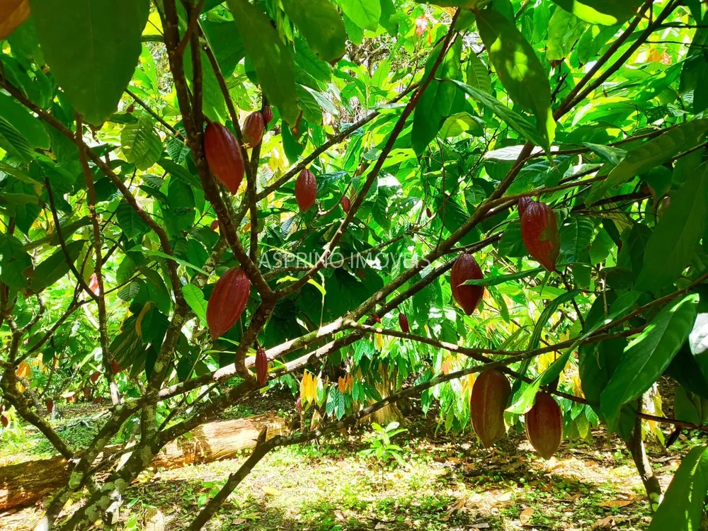Fazenda, 52 hectares - Foto 3