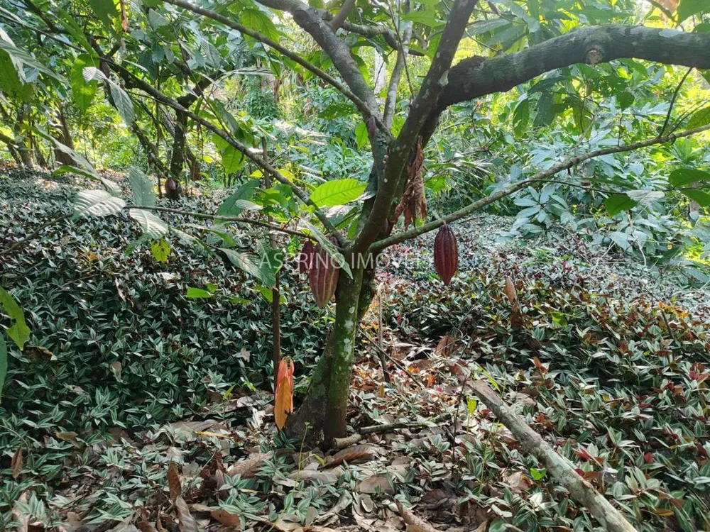 Fazenda, 37 hectares - Foto 7