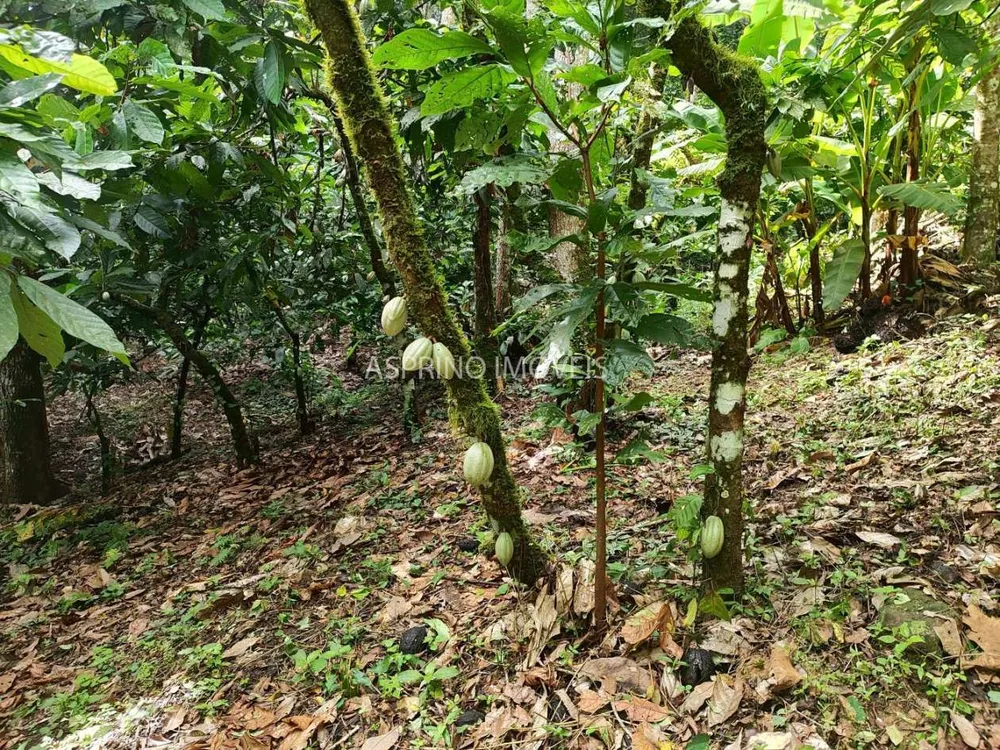 Fazenda, 37 hectares - Foto 9