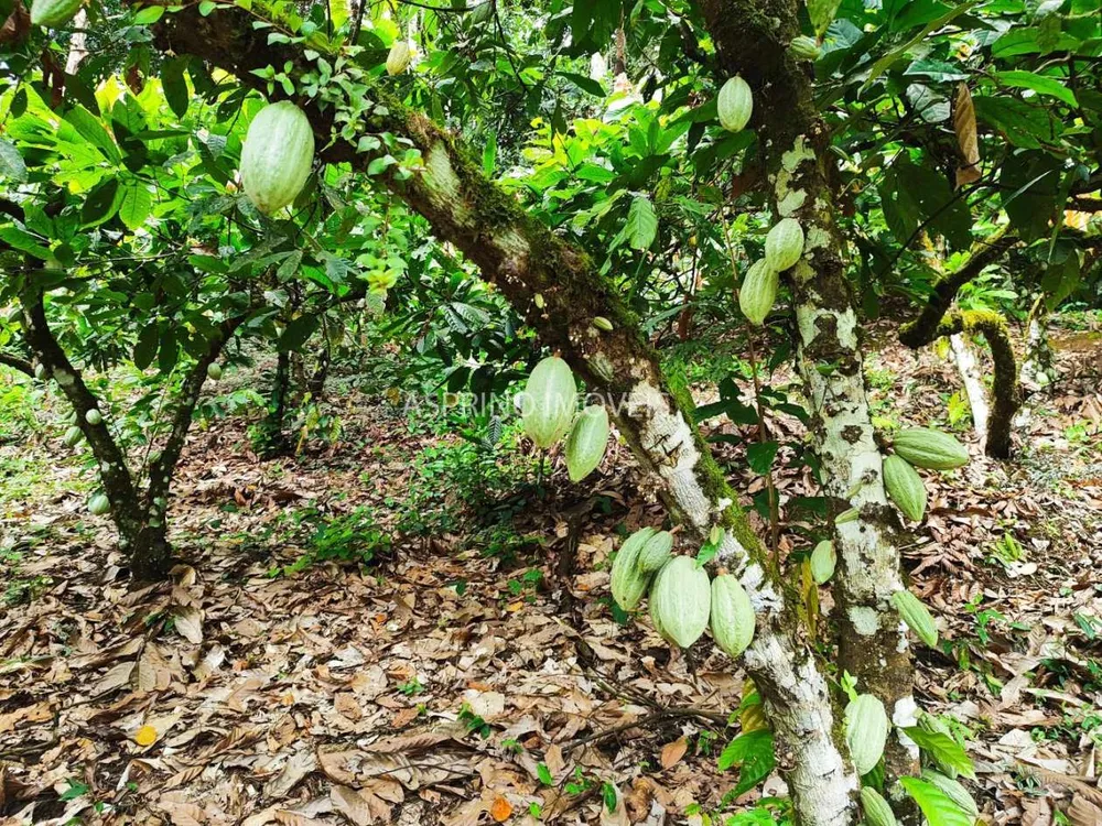 Fazenda, 37 hectares - Foto 8