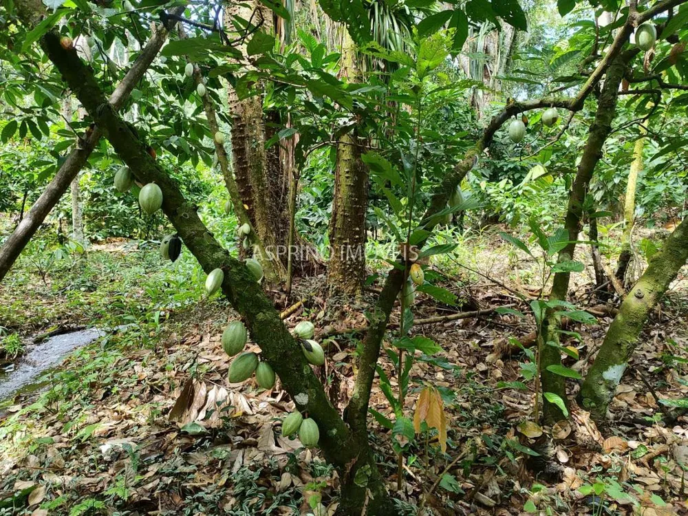 Fazenda, 37 hectares - Foto 10
