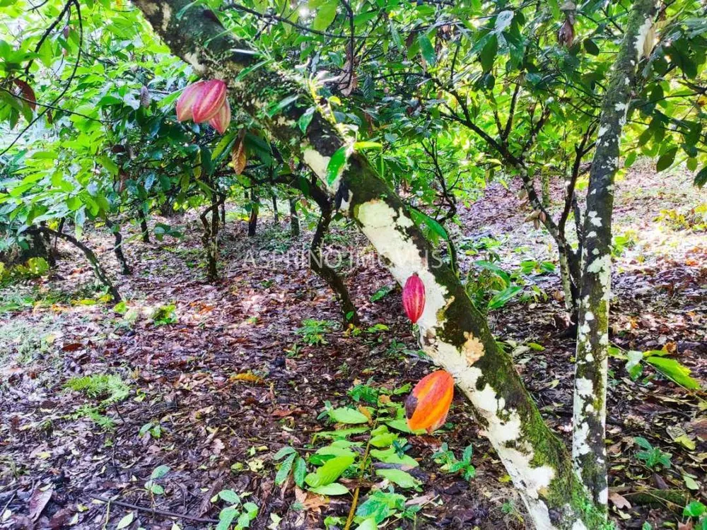 Fazenda, 59 hectares - Foto 2