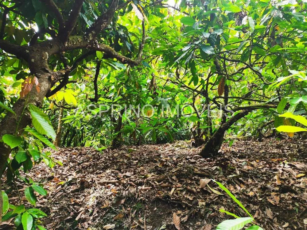 Fazenda, 25 hectares - Foto 10