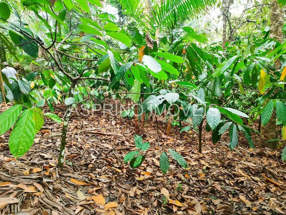 Fazenda, 25 hectares - Foto 12