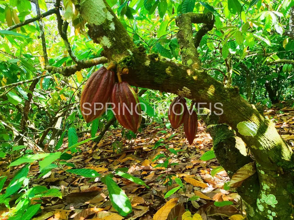 Fazenda, 25 hectares - Foto 4