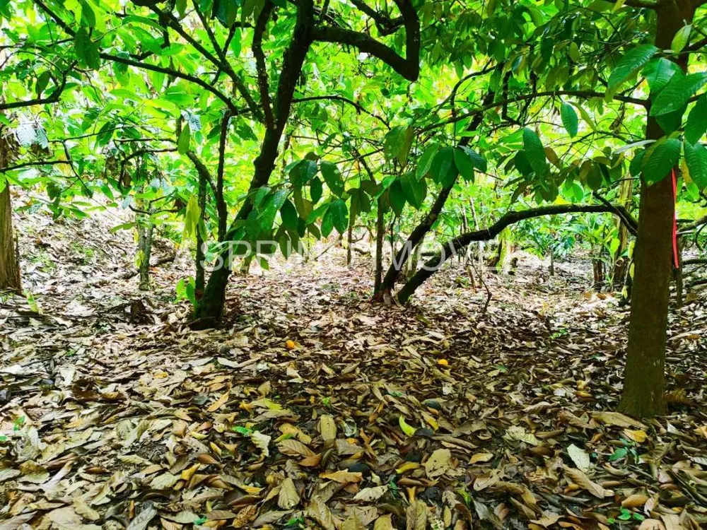 Fazenda, 25 hectares - Foto 9