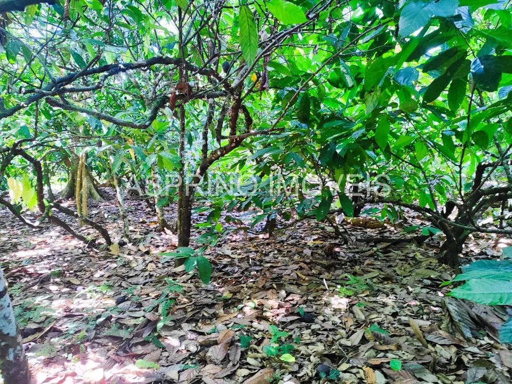 Fazenda, 25 hectares - Foto 8