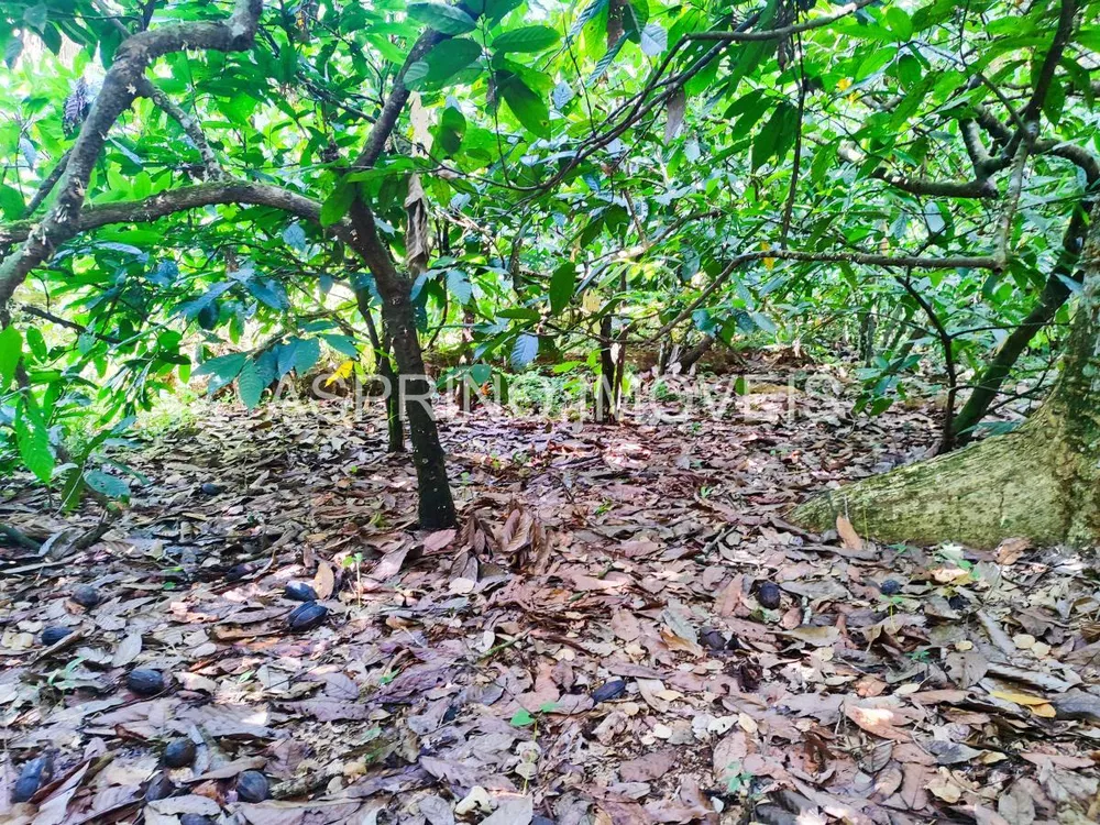 Fazenda, 25 hectares - Foto 7