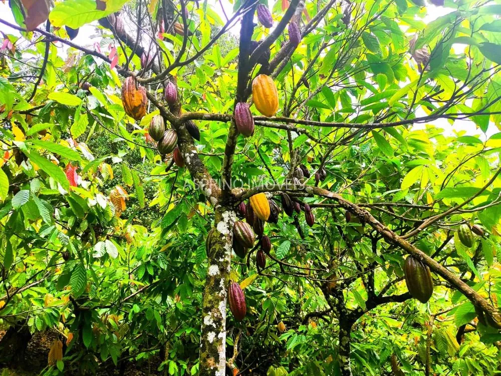 Fazenda, 32 hectares - Foto 10