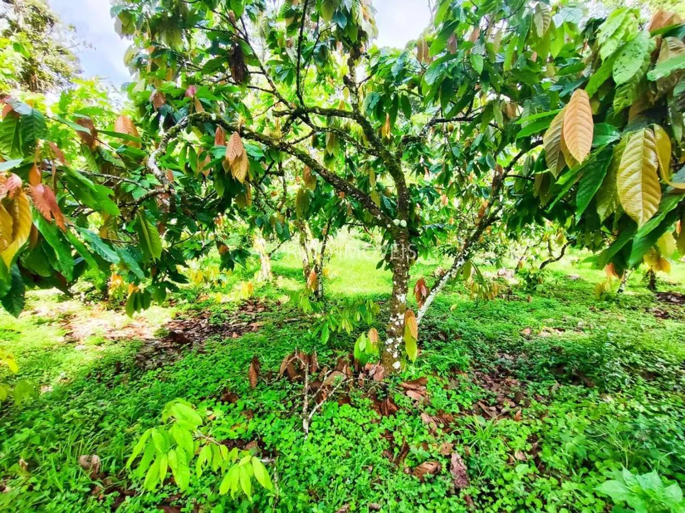 Fazenda, 106 hectares - Foto 9