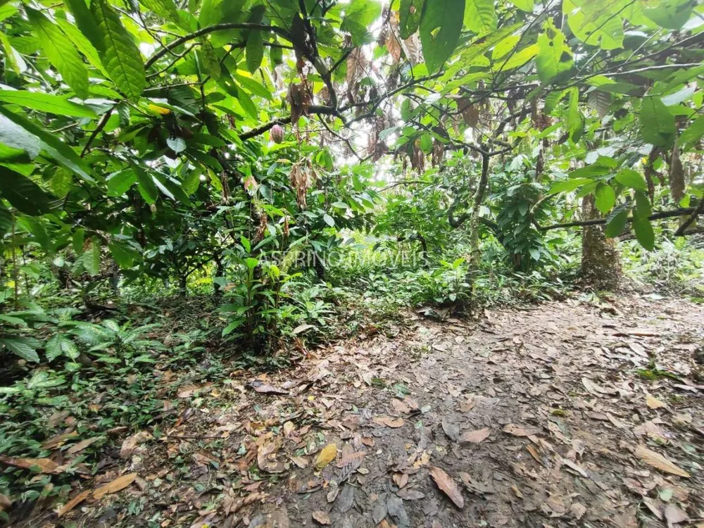 Fazenda, 58 hectares - Foto 6