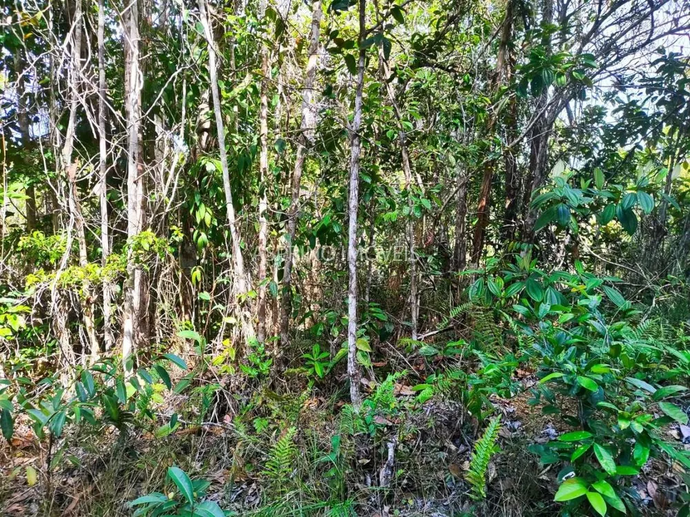 Terreno, 3 hectares - Foto 8