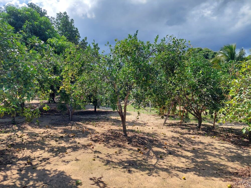 Sítio à venda com 4 quartos, 5500m² - Foto 9