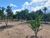 Sítio, 4 quartos, 5500 m² - Foto 2