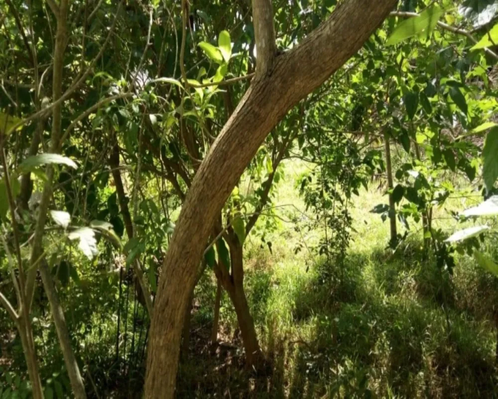 Terreno, 300 m² - Foto 5