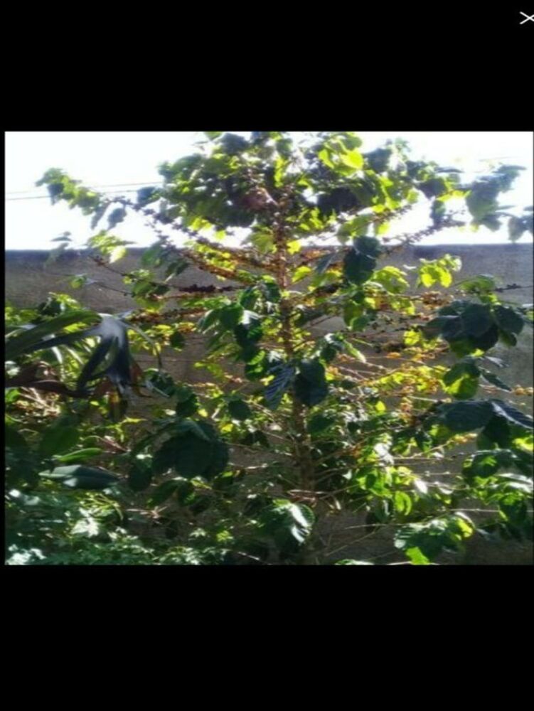 Casa, 6 quartos, 400 m² - Foto 8