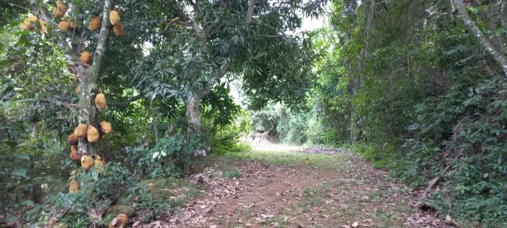 Terreno, 3 hectares - Foto 14