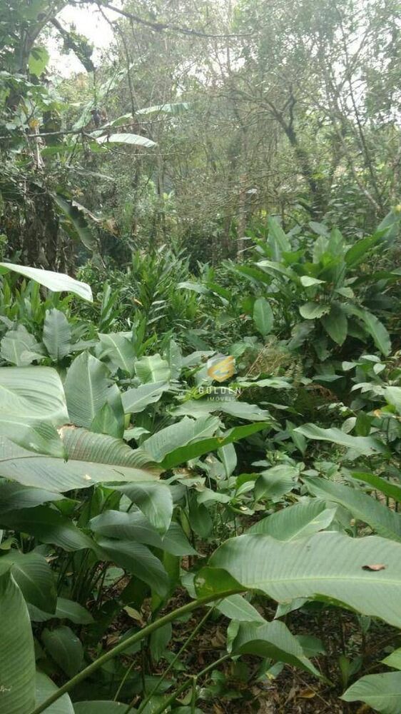 Sítio, 1 quarto, 4240 m² - Foto 6