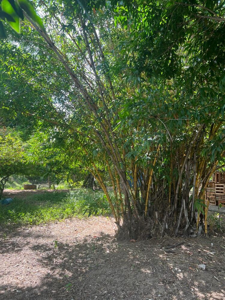 Chácara à venda com 2 quartos, 19000m² - Foto 7