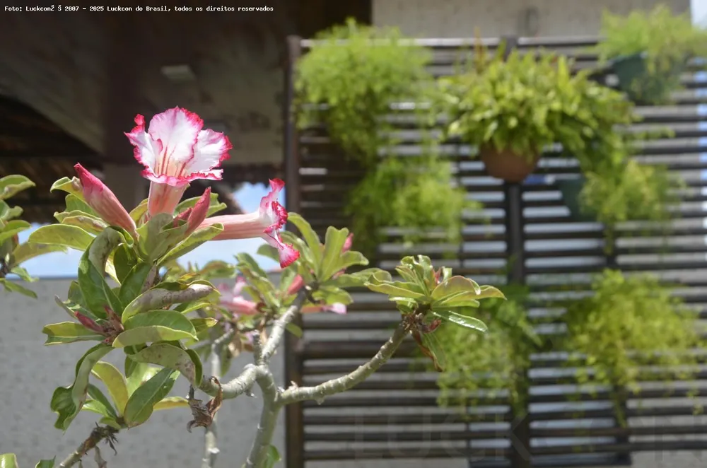 Terreno, 294 m² - Foto 13