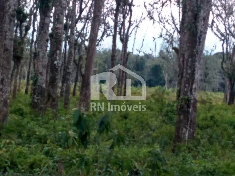 Terreno, 3 hectares - Foto 4