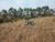 Terreno, 3 hectares - Foto 3