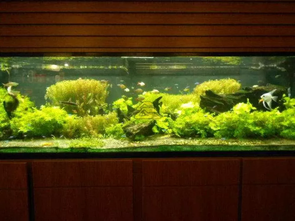 Loja-Salão, 69 m² - Foto 10