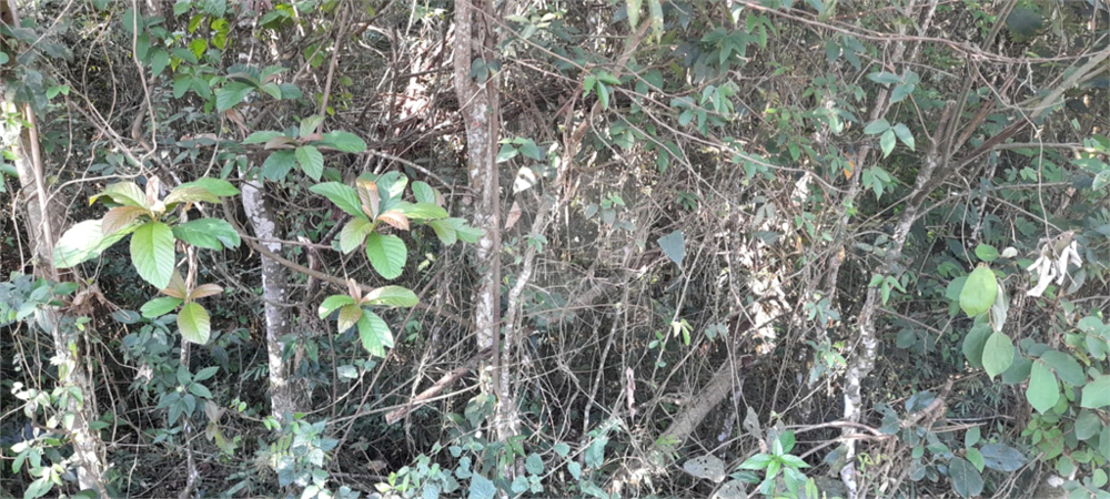 Terreno, 1475 m² - Foto 3