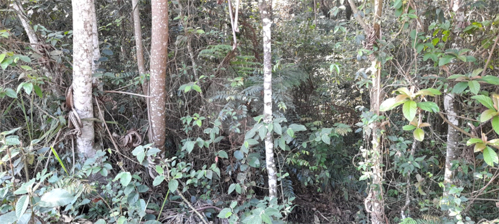 Terreno, 1475 m² - Foto 6