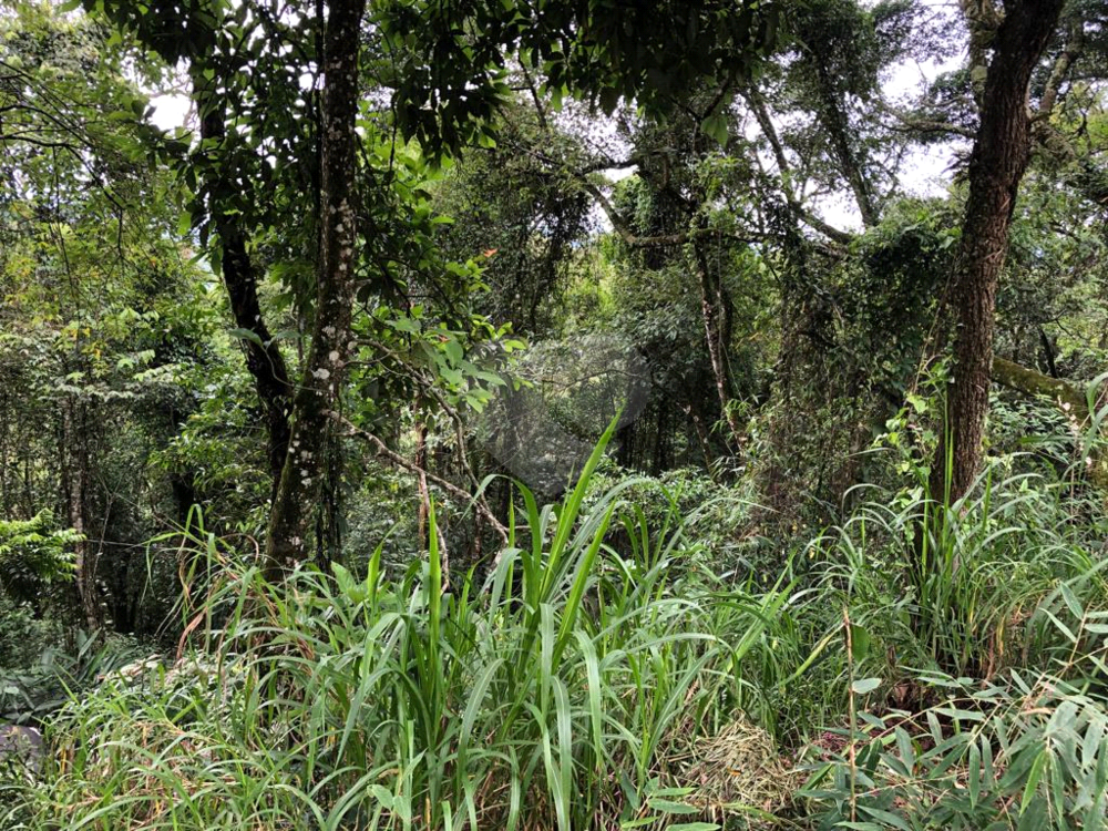 Terreno, 6 hectares - Foto 4