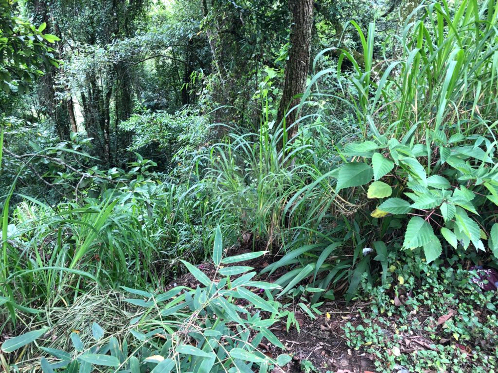 Terreno, 6 hectares - Foto 3