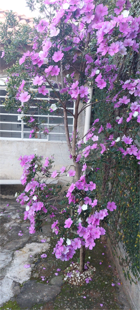 Casa, 3 quartos, 292 m² - Foto 2