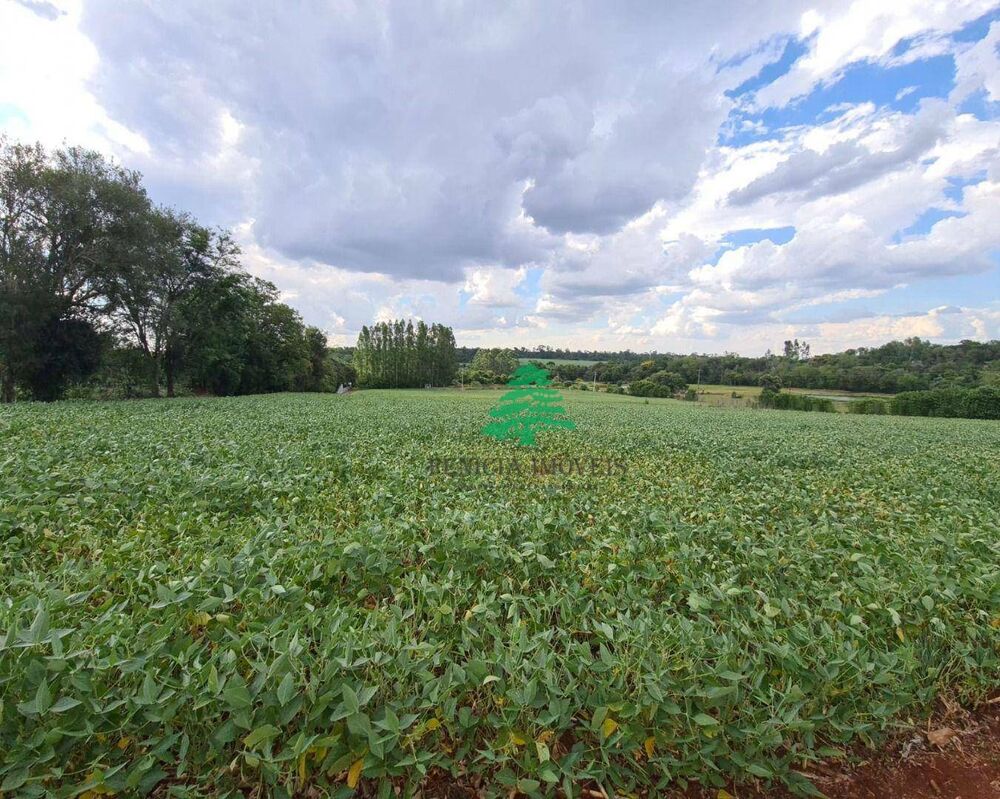 Chácara, 4 hectares - Foto 3